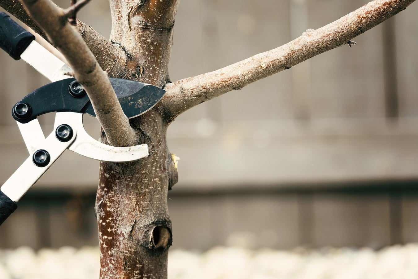 Des conseils sur la taille et l’entretien des arbres