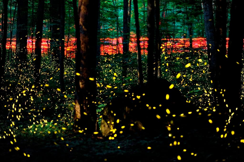 Les changements climatiques et la pollution lumineuse menacent les lucioles