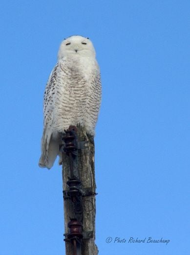 Guerre ouverte entre photographes et ornithologues