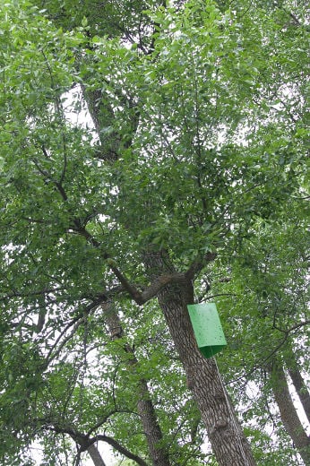 Agrile du frêne : Rosemère prête à agir