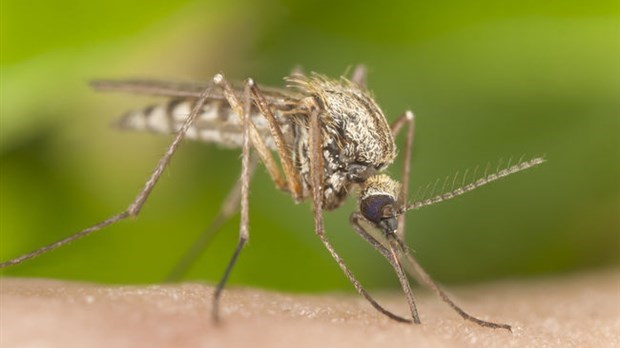 5 M$ consacrés à combattre les insectes piqueurs 