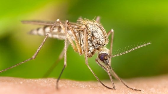 Virus du nil occidental : rappel important des conseils de protection