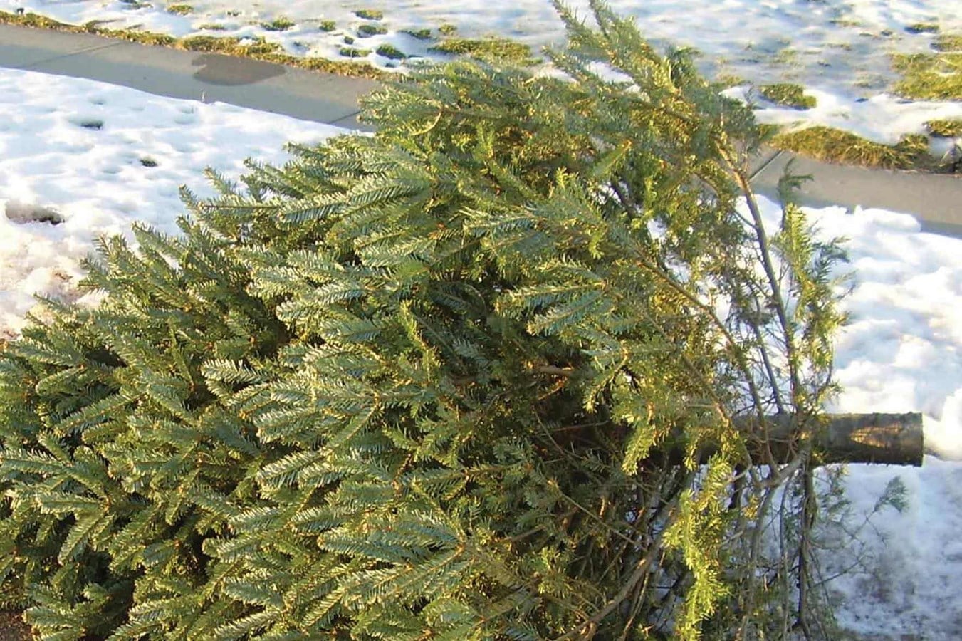 Arbressence récupère 25 000 sapins de Noël 