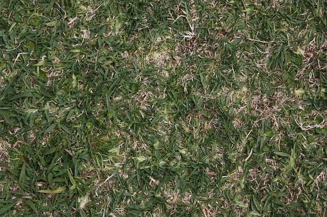  Comment réparer un gazon abîmé?