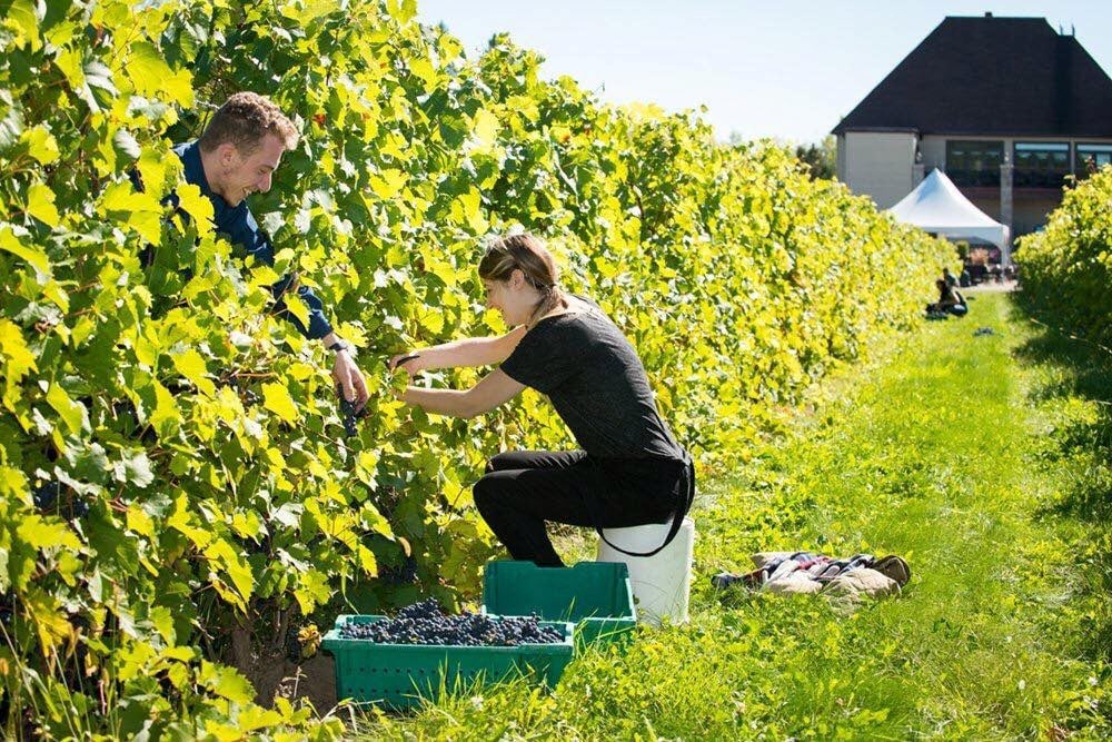 Le Vignoble Rivière du Chêne dévoile sa programmation savoureuse et riche en activités 