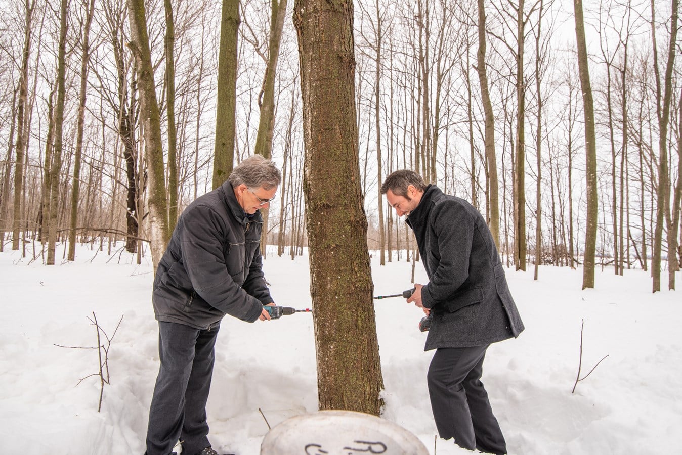 Le maire suppléant de Mirabel Patrick Charbonneau (à droite) a pu procéder à la traditionnelle percée de l'érable avec Pierre Brassard, directeur régional des Laurentides pour le MAPAQ.