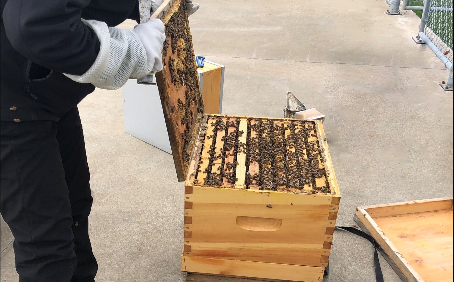 Apiculture urbaine : un projet porteur d’avenir
