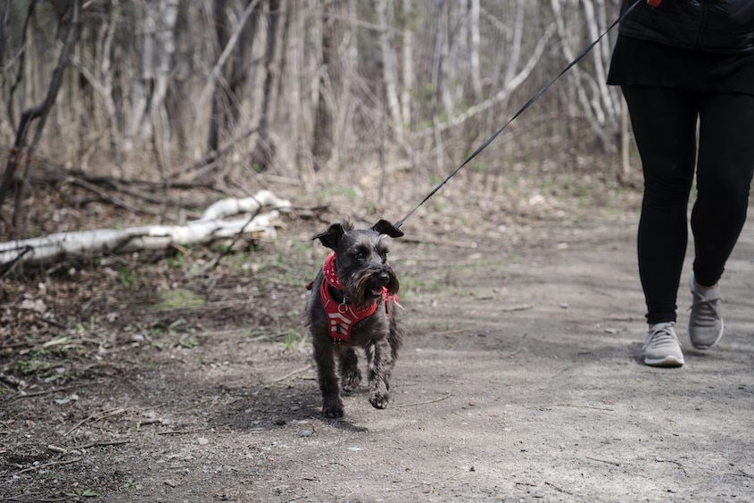 Projets pilotes concluants à Mascouche : les chiens en laisse dans les sentiers et la consommation d'alcool dans certains parcs demeurent permis