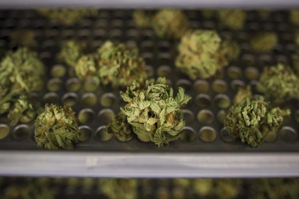 Légalisation du cannabis au Canada: les conséquences de la loi scrutées à la loupe