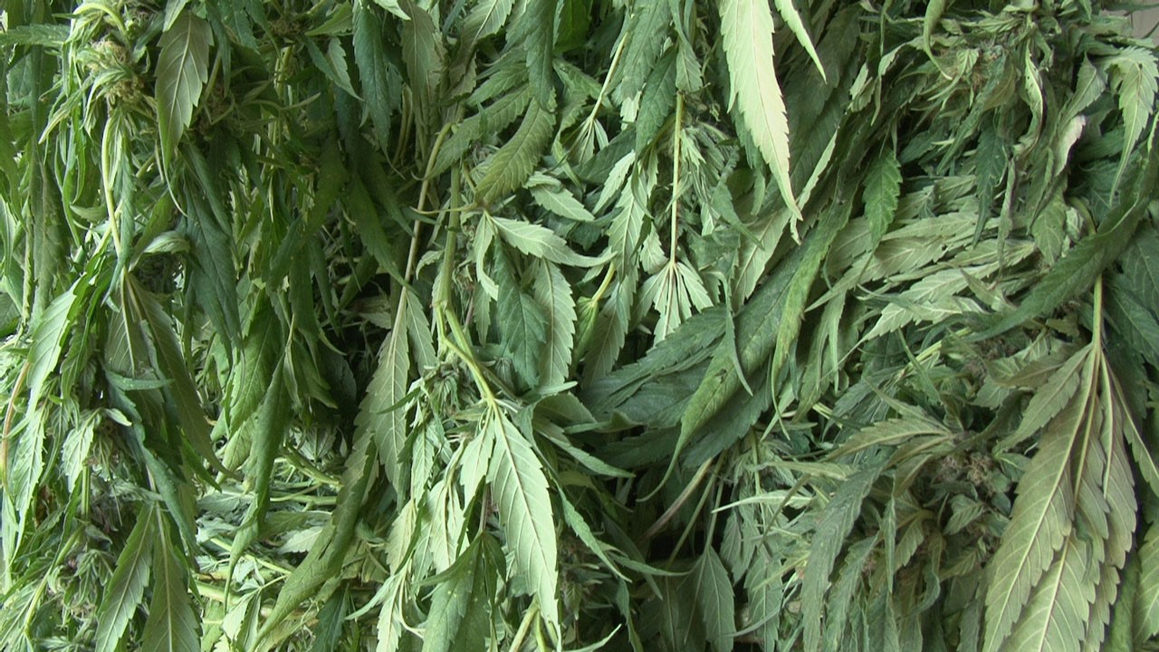 Plus de 55 kilos de cannabis ont été saisis.