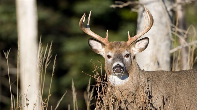 Présence hâtive de la grande faune : appel à la prudence