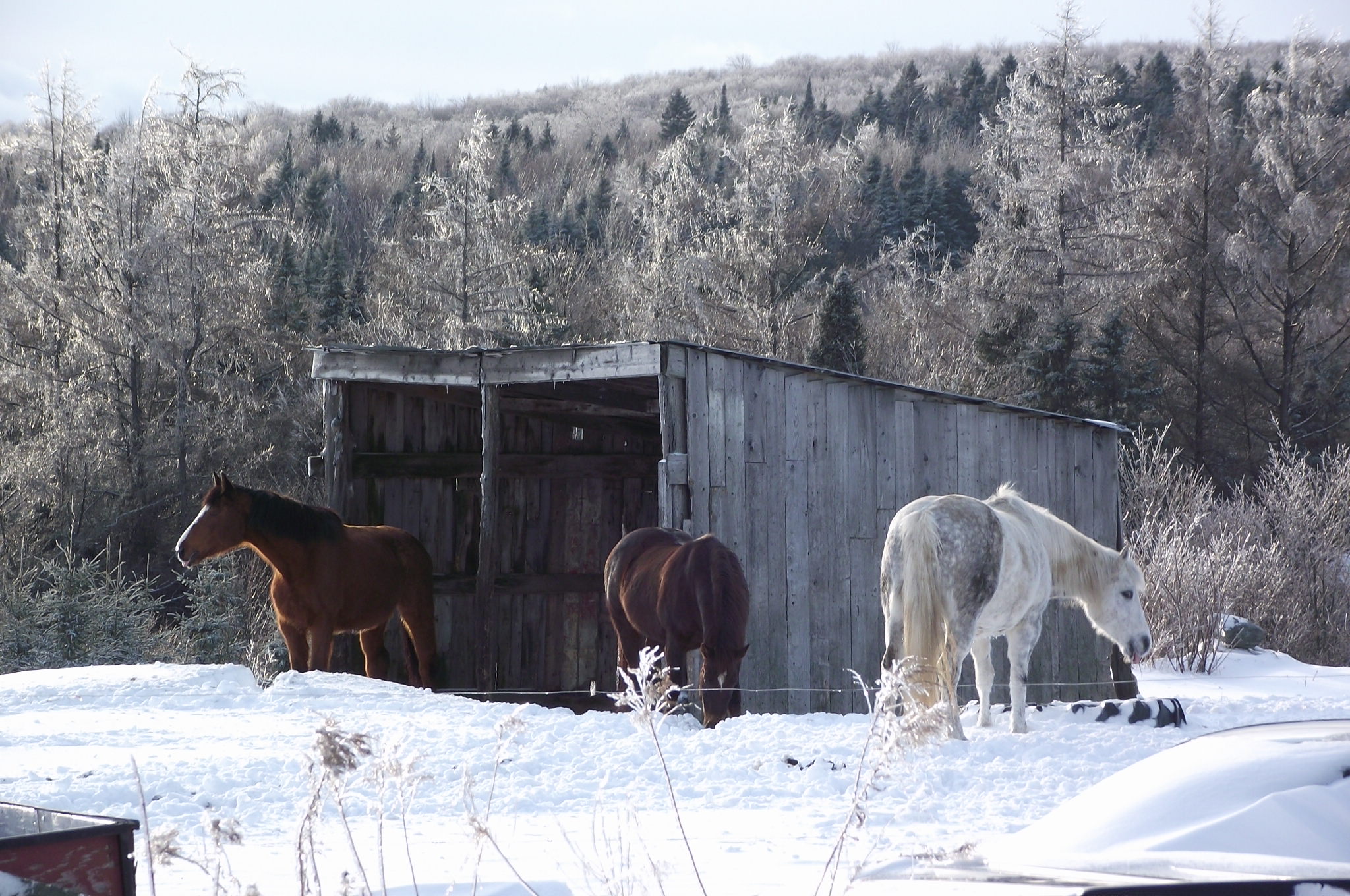 Chevaux