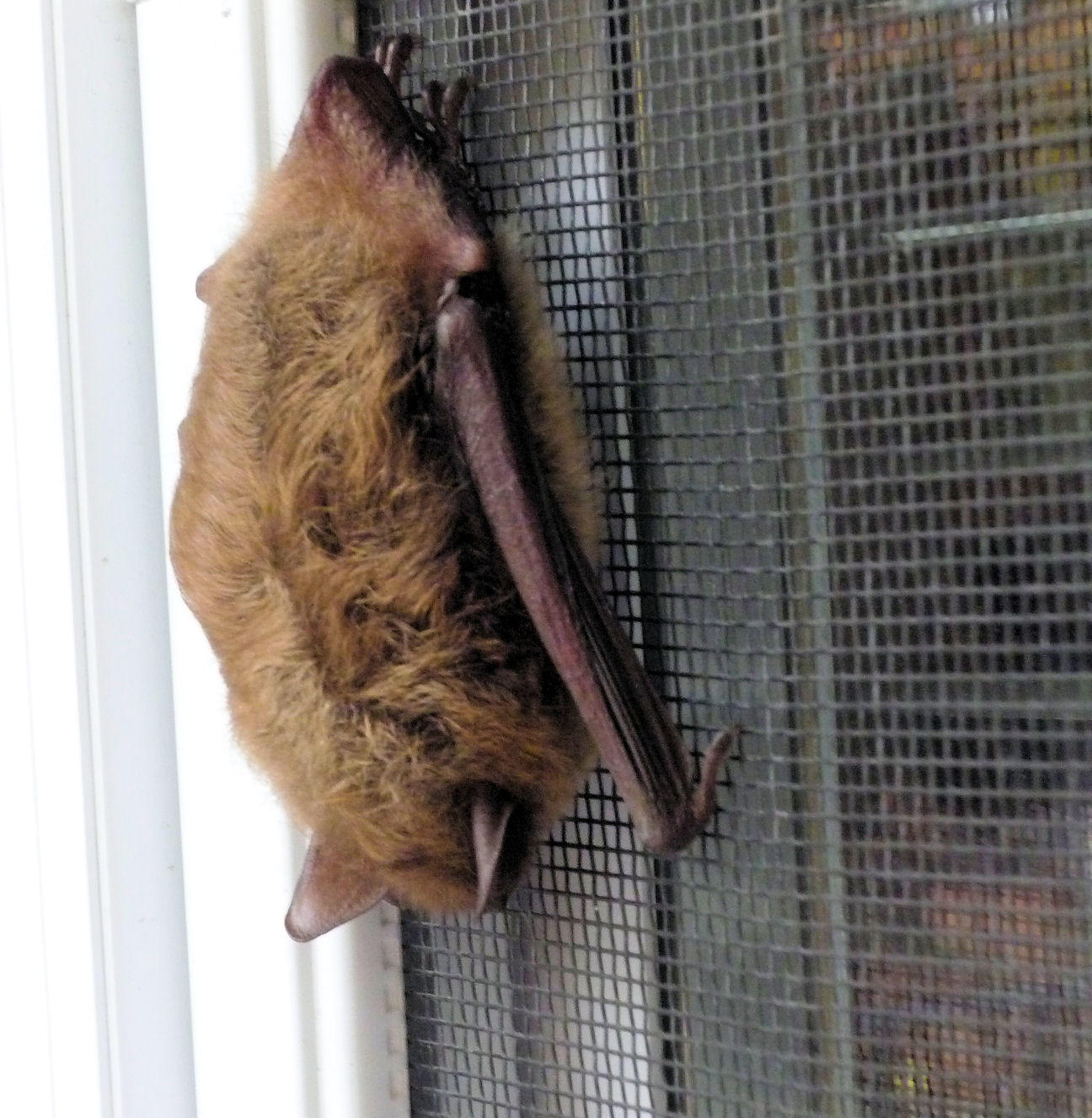 Chauve-souris