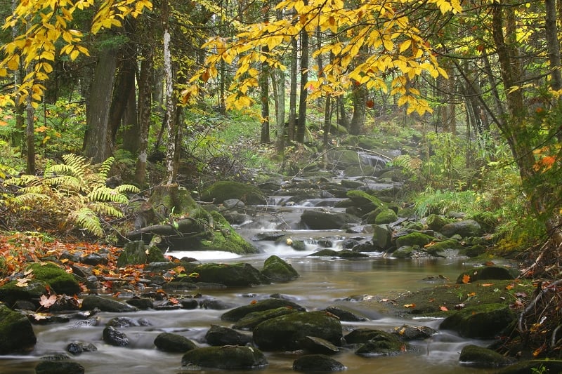 Ruisseau automnal