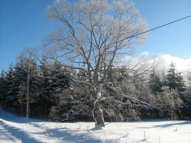 paysage d'hiver