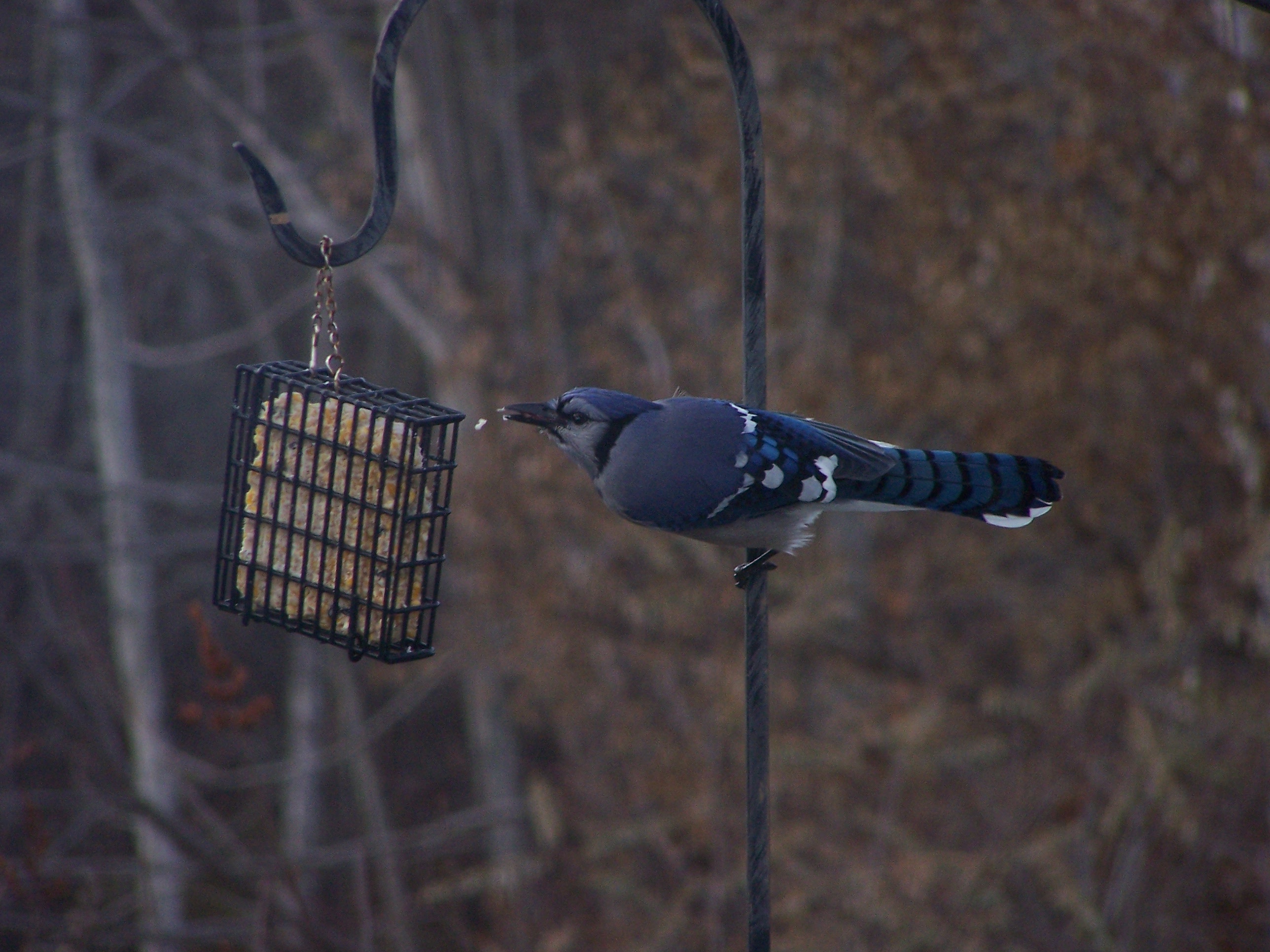 Bluejay