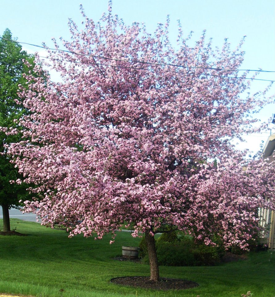 Arbre en fleurs
