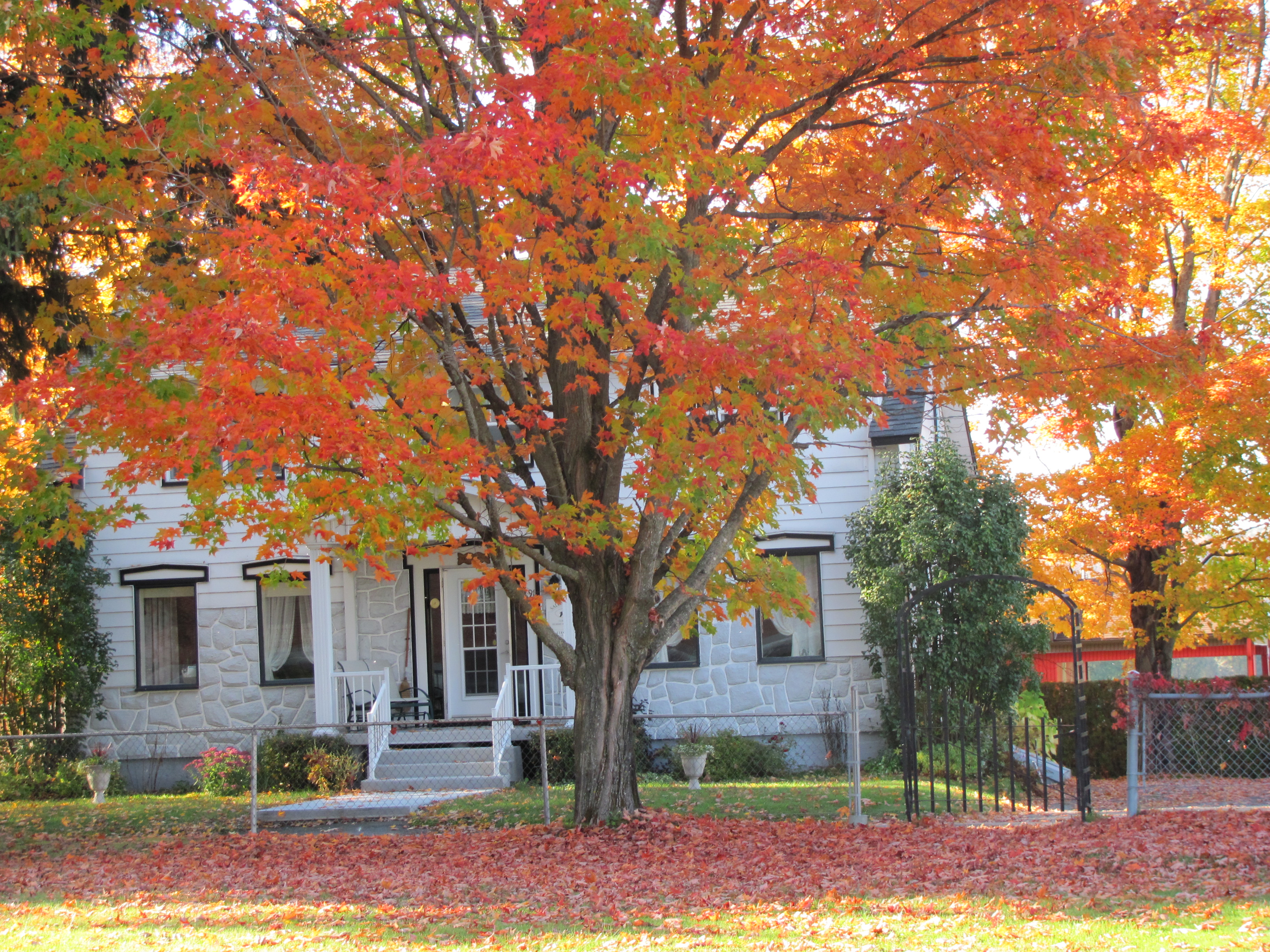L`automne 