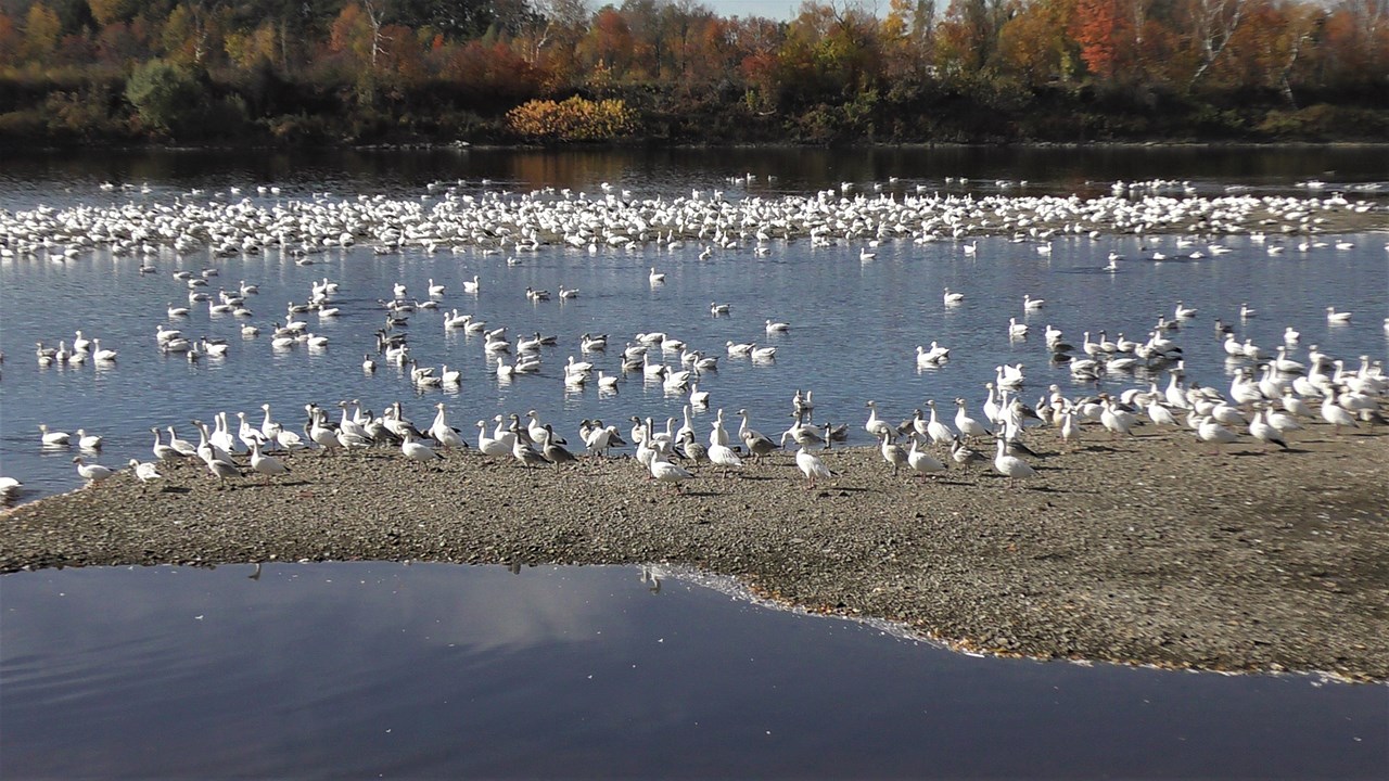 Dans cette capsule d'Hier à aujourd'hui avec Normand DeLessard, Normand présente des images d'une nuée d'oies sur la rivière Chaudière à Scott en octobre 2017.