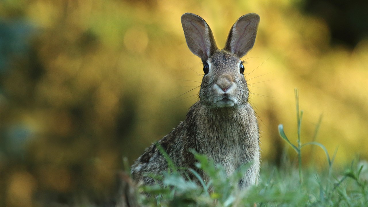 Comment nourrir adéquatement votre lapin de compagnie?