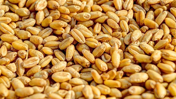 Les Producteurs de grains souhaitent la collaboration du gouvernement