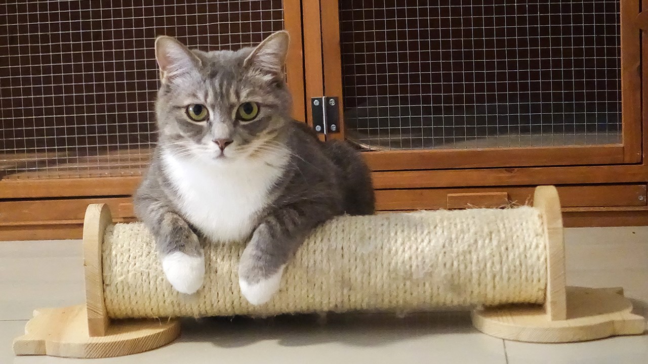 Comment choisir le bon griffoir pour son chat ?