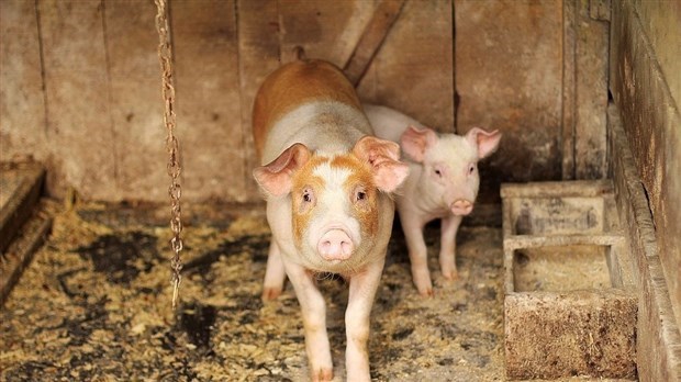 135 492 $ alloué pour l'industrie porcine à Saint-Elzéar