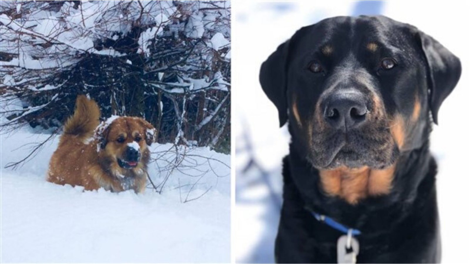 Le renouvellement de la médaille de votre chien ou votre chat doit être fait avant le 31 mars 2020.