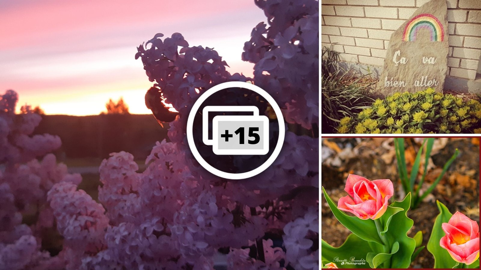 Galerie photos 1 : la fleuraison en Beauce