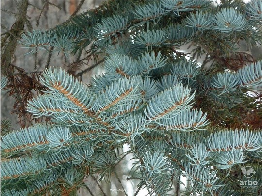 Ville de Saint-Georges: 80 arbres seront attribués en 2021