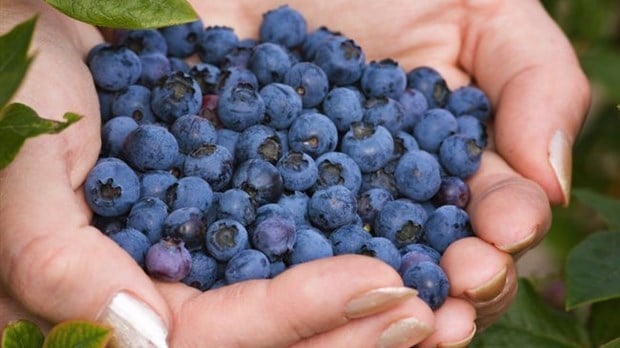 L'ancienne usine de Maple Leaf à Saint-Anselme reconvertie dans l'alimentation saine
