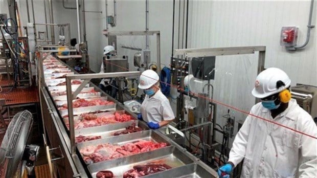 Reprise des abattages de porcs chez Olymel à Vallée-Jonction