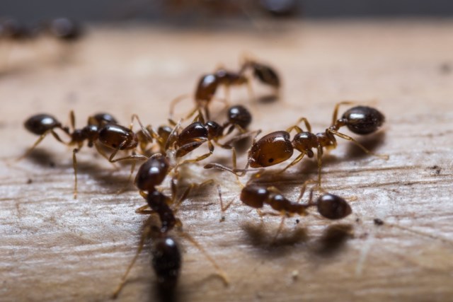 Comment prévenir le développement de fourmis charpentières ?