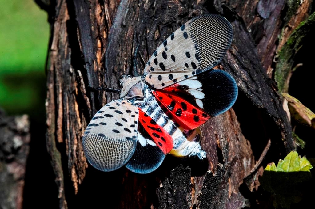 De nouveaux insectes causent des ravages aux cultures québécoises