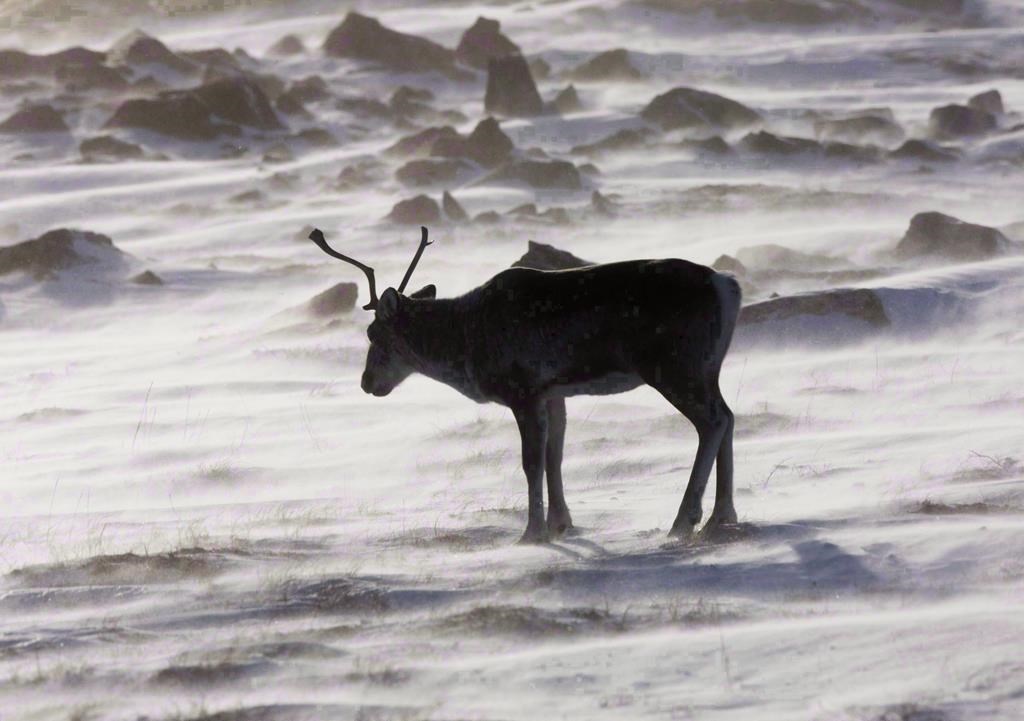 Près de 5000 espèces à risque de disparition au Canada