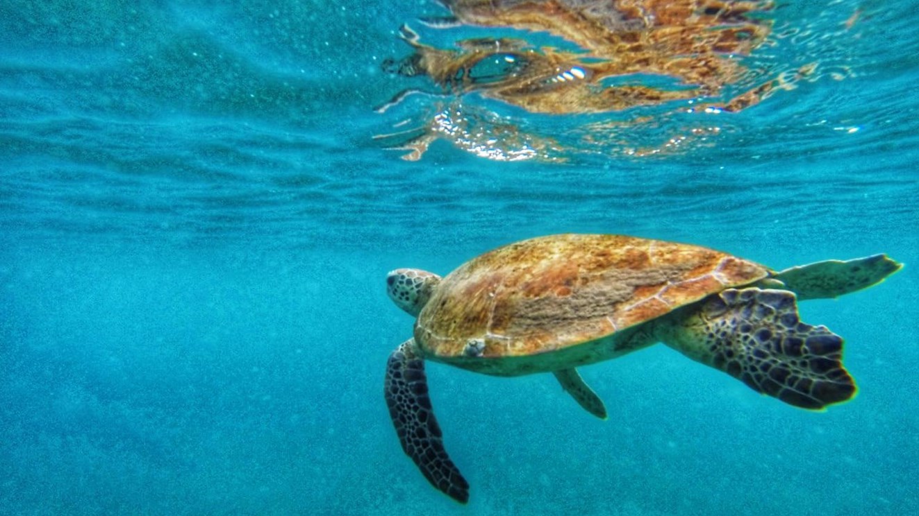 C'est la Journée mondiale de la tortue