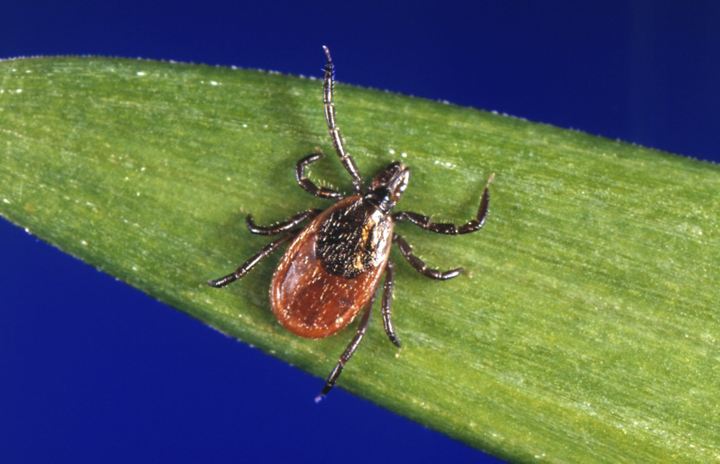 Les risques de maladies infectieuses s'étendent vers le nord