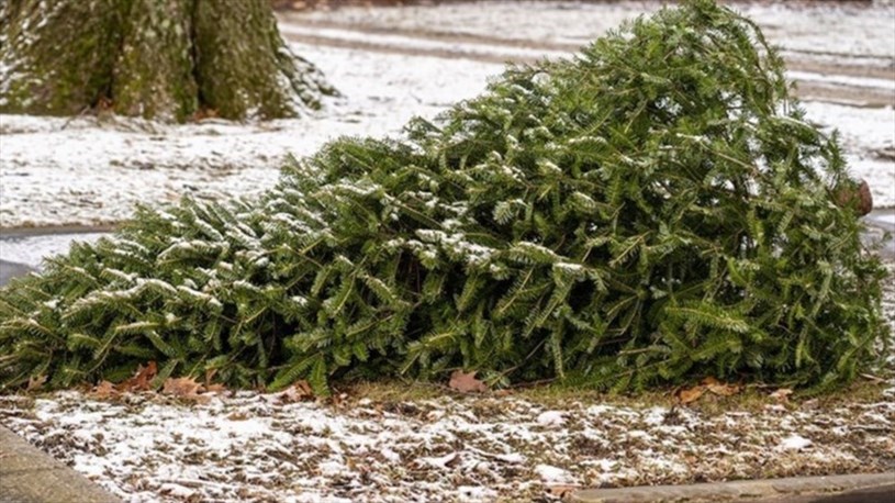 Où se départir de son sapin de Noël en Nouvelle-Beauce?