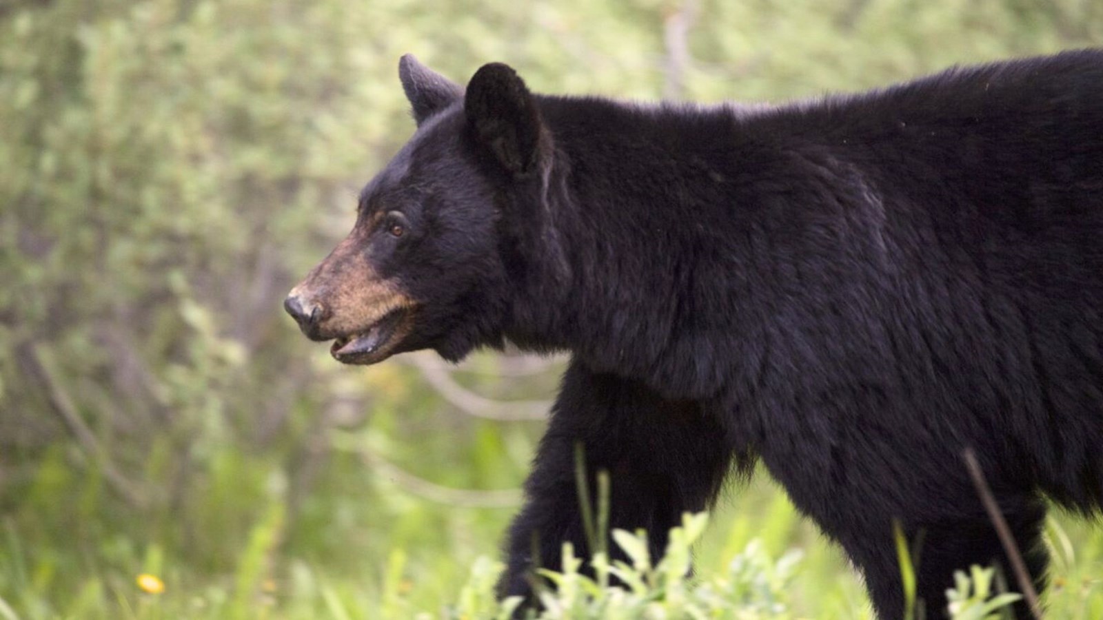 Conservation du territoire: le Québec est premier et l'Ontario est dernière