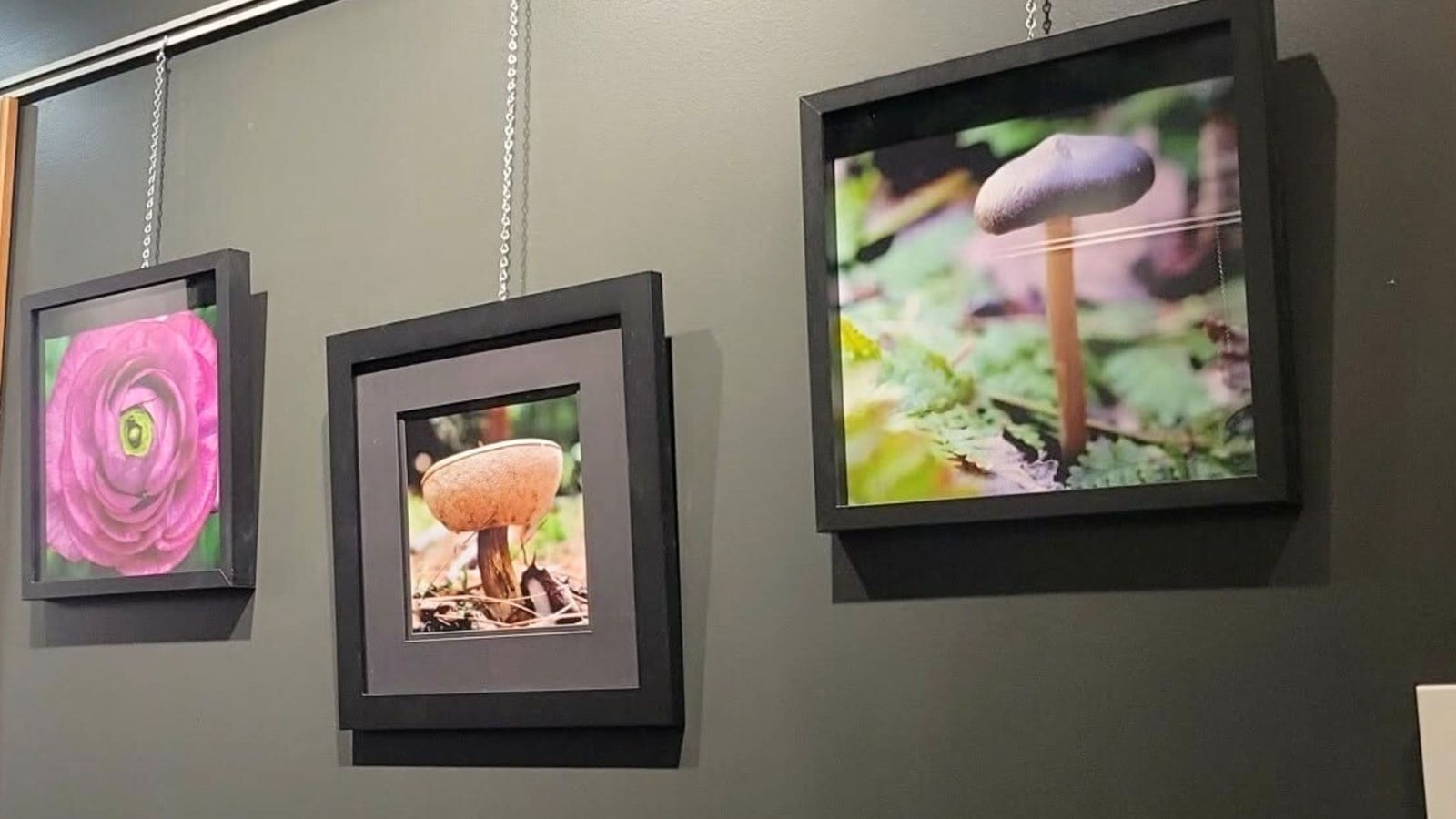 Exposition photographique «Focus Nature» de Rose-Soleil Audet.