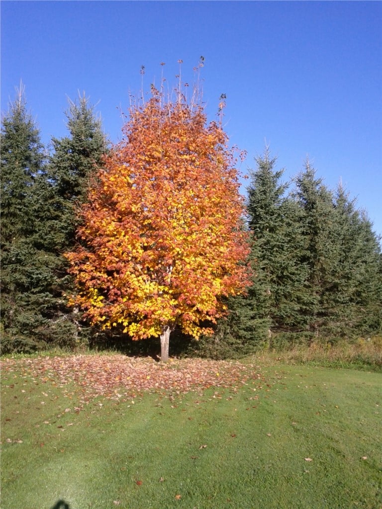 Érable en couleur
