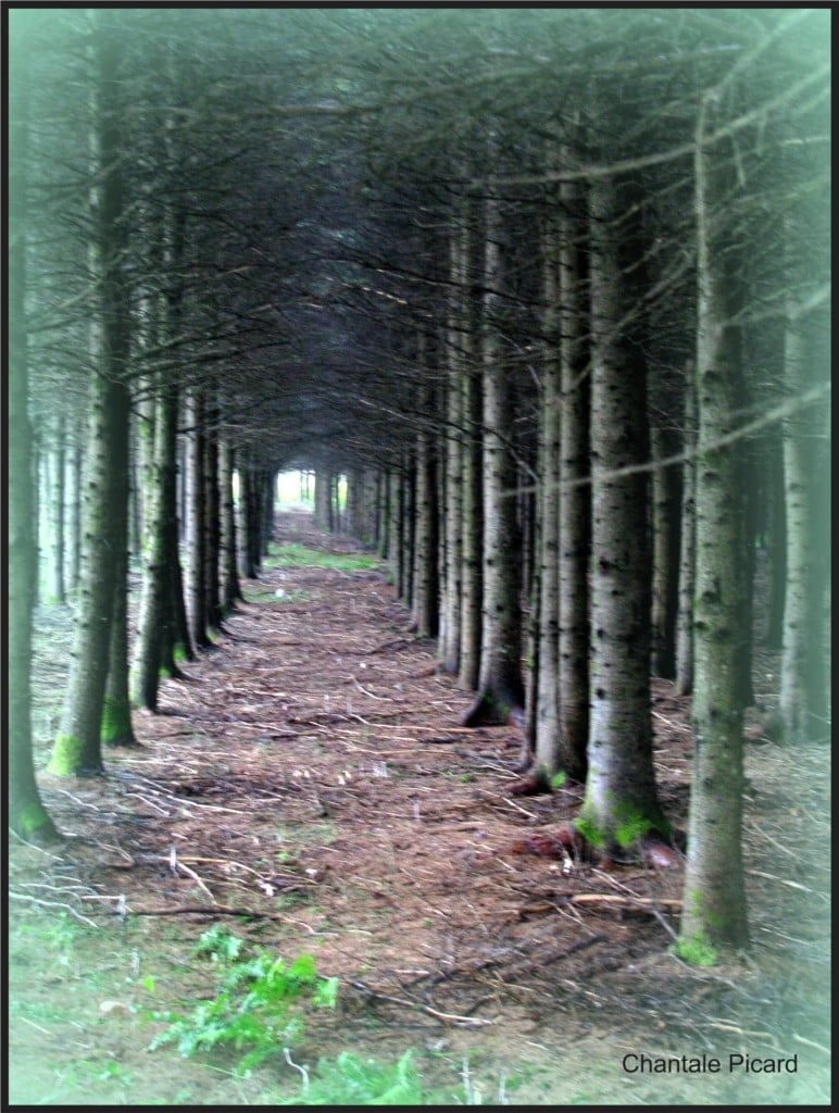Sentier perdu
