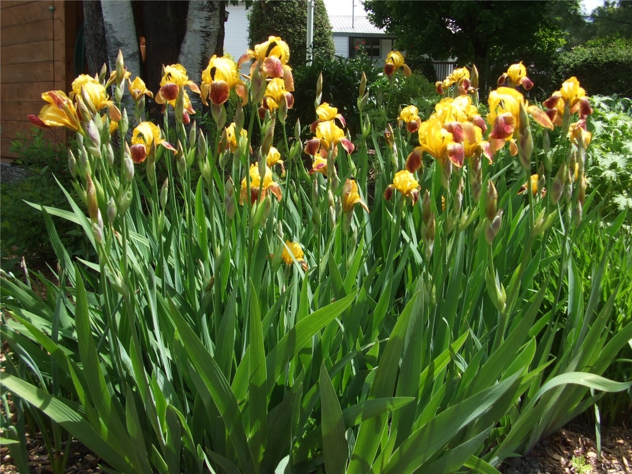 Iris du Quebec