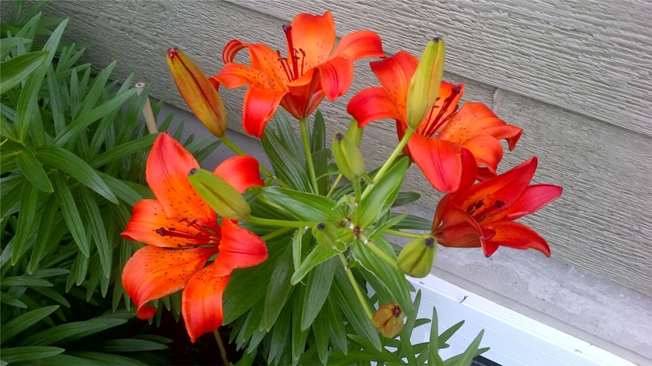 Lys en beauté! 