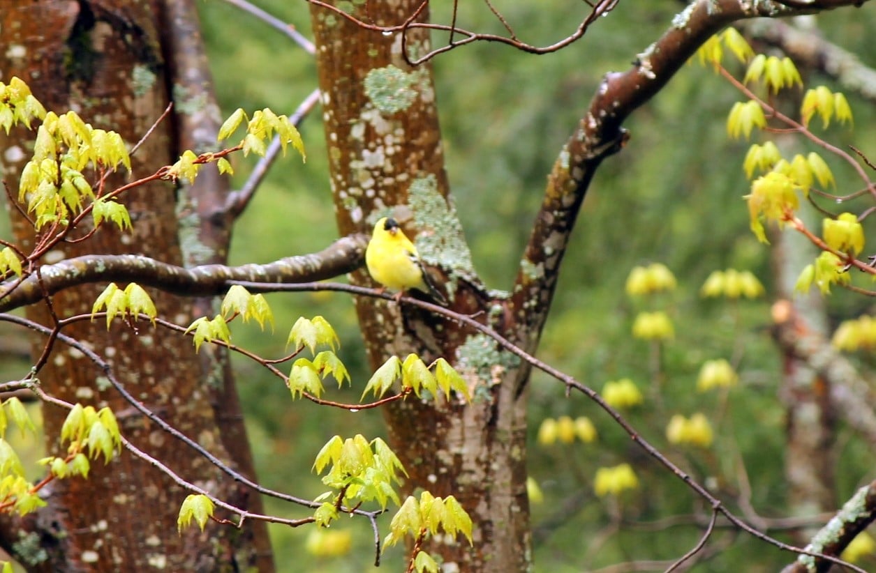 chardonnerets