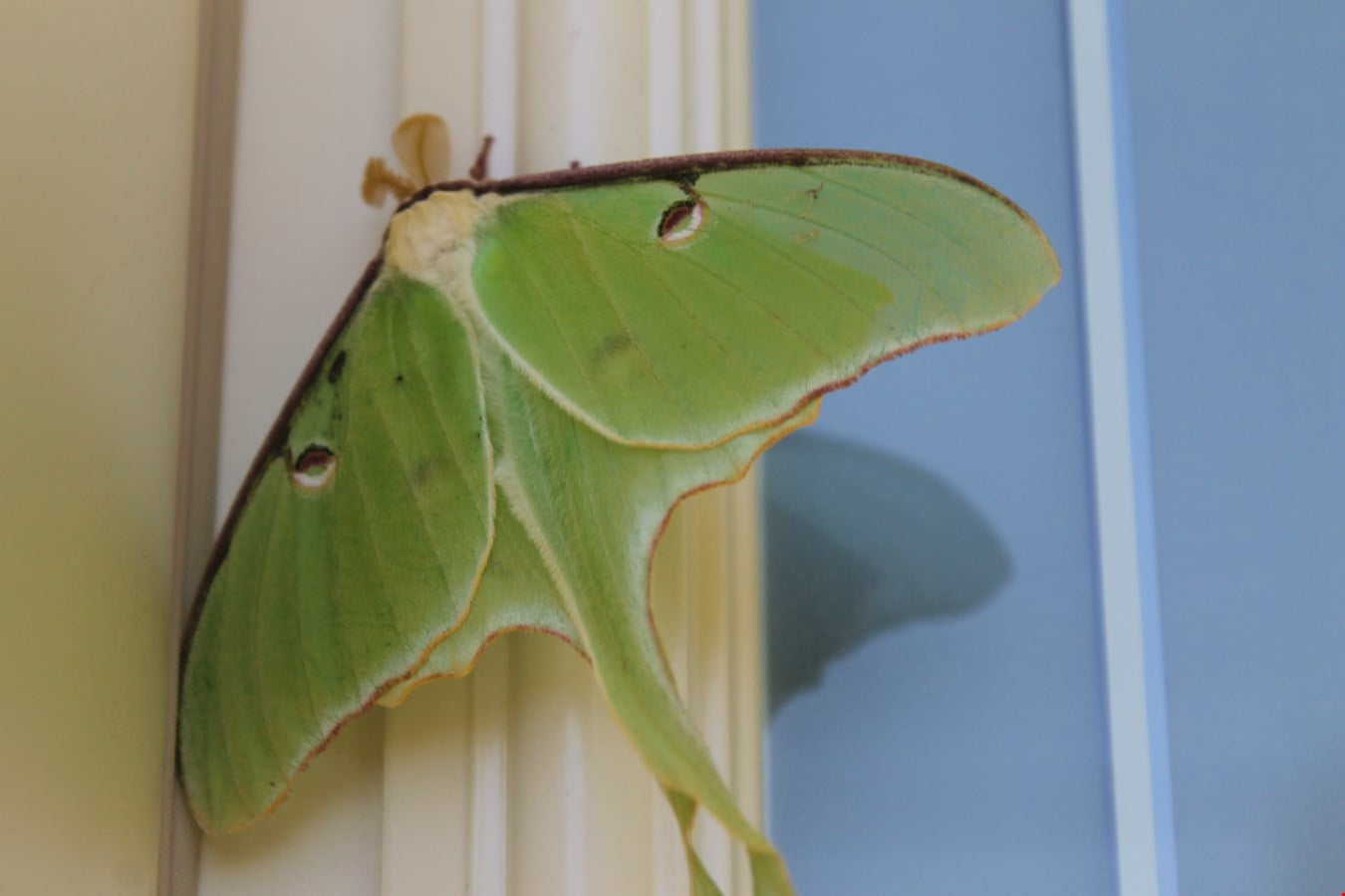 étrange papillon