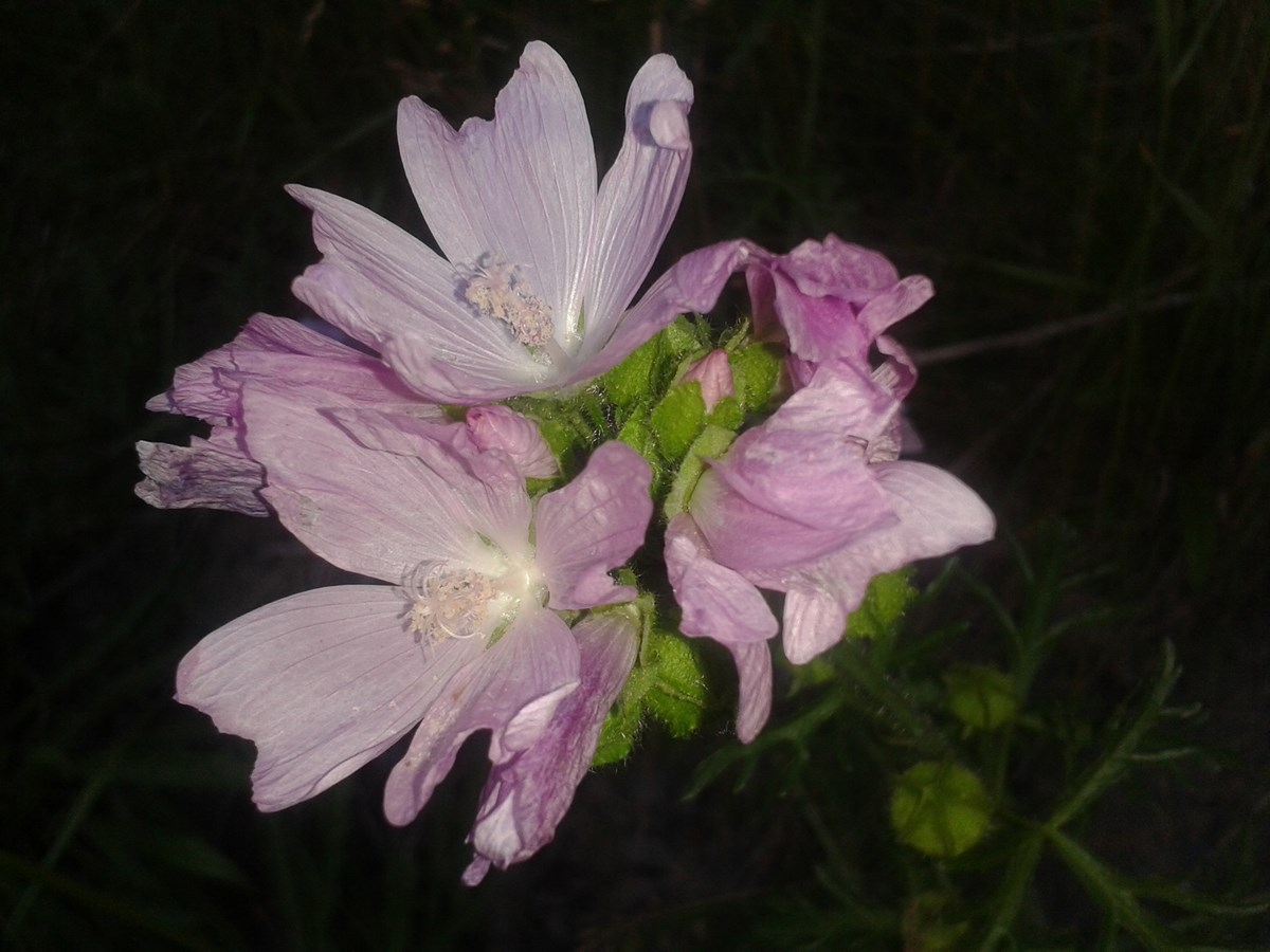 fleur