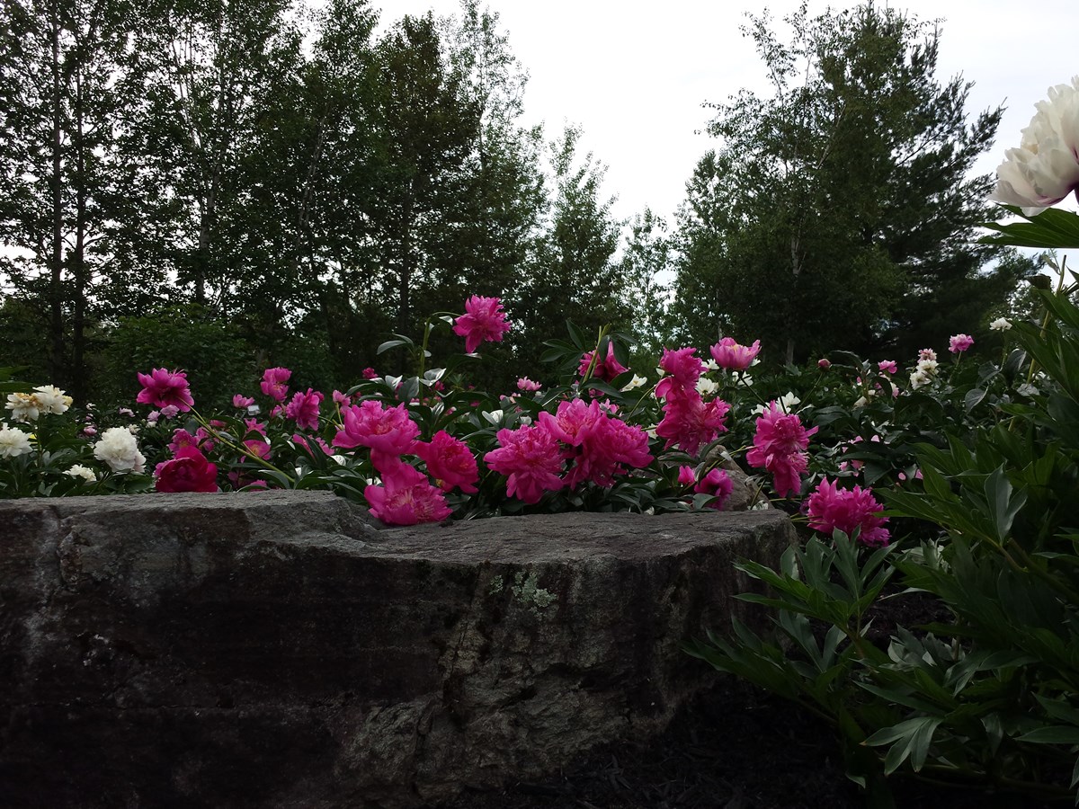 pivoine