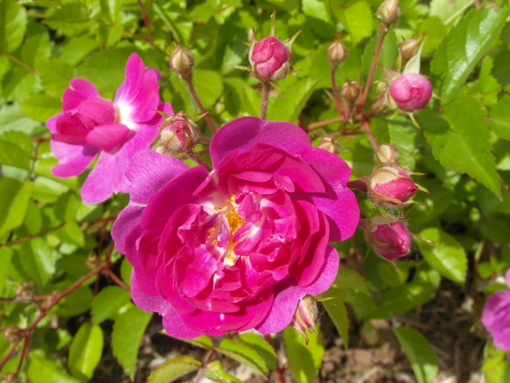rose