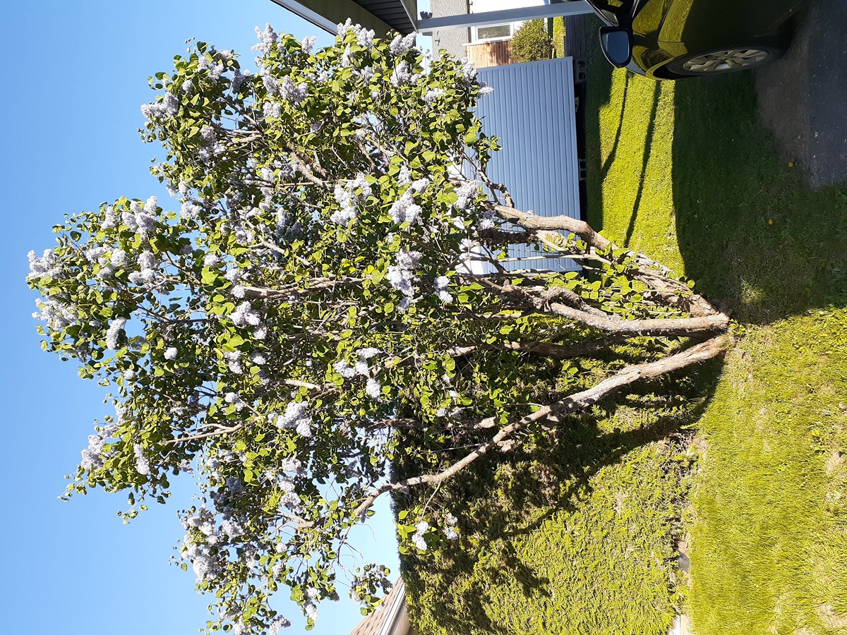 Photos Lilas